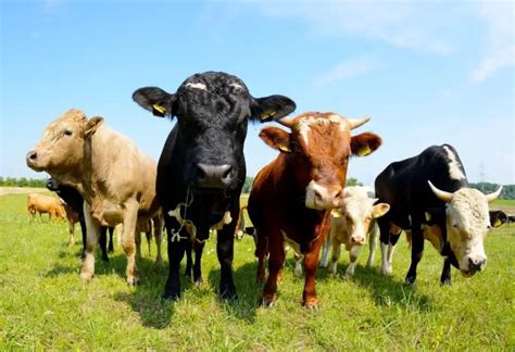 How Many Cows Can Be Farmed Per Acre The Ultimate Guide Farm And Chill