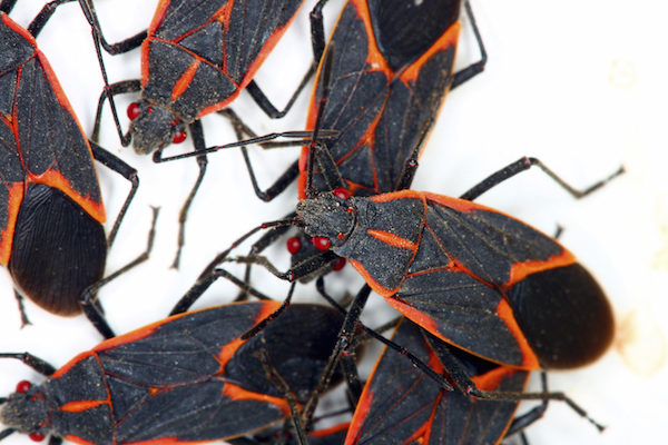 How To Get Rid Of Boxelder Bugs 6 Tips Plunkett S Pest Control Box