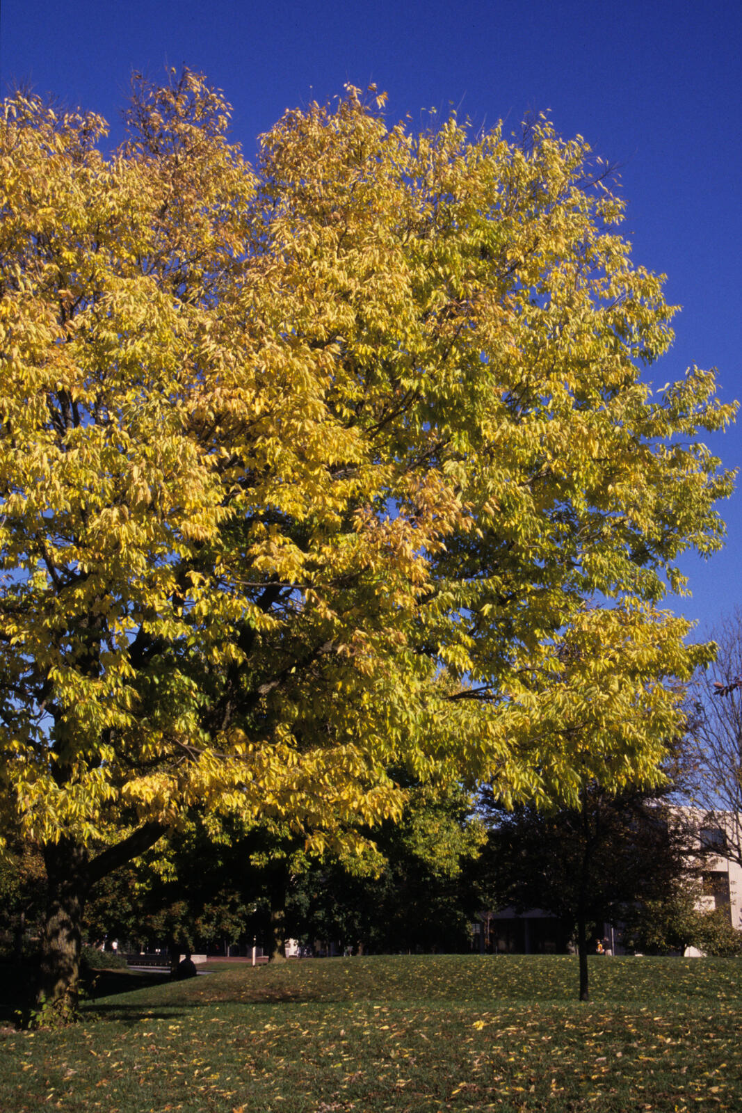 How To Grow And Care For Hackberry Trees Celtis Occidentalis