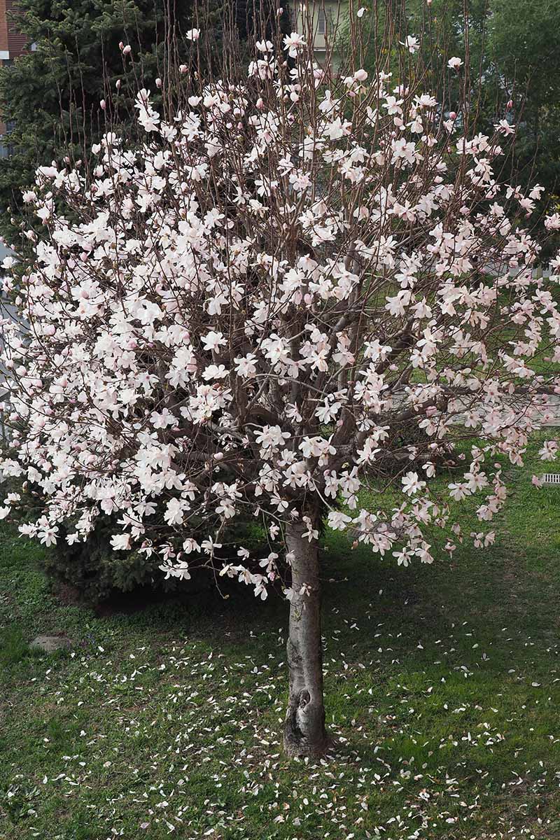 How To Grow And Care For Sweetbay Magnolia Trees White Laurel