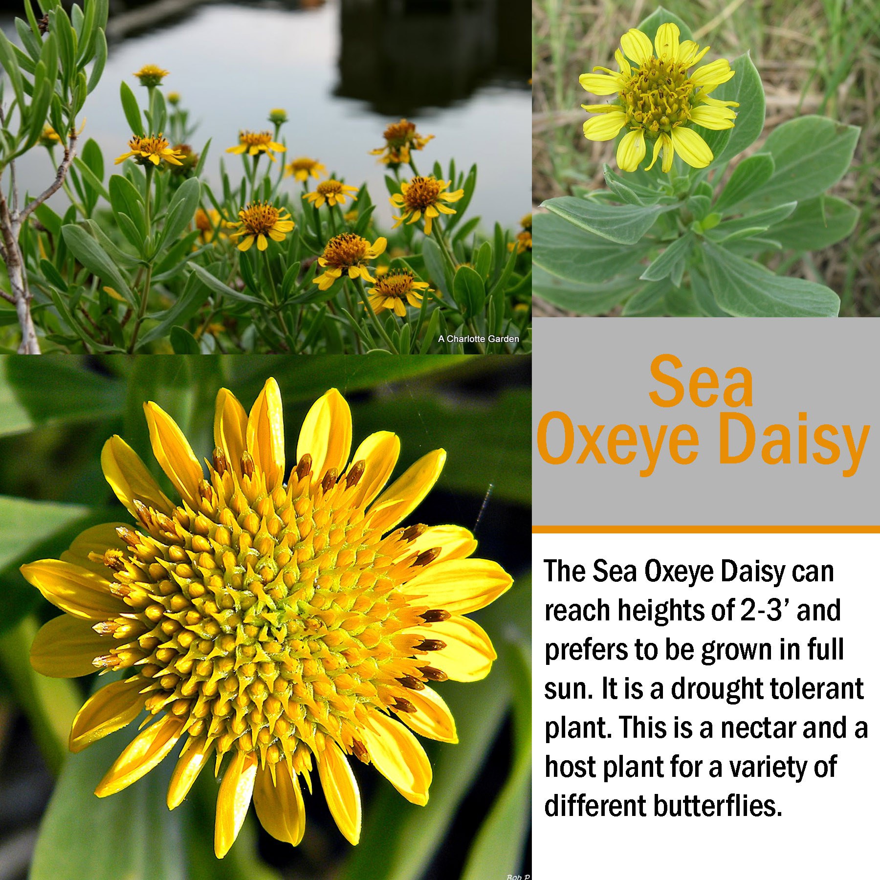 How To Grow And Care For The Oxeye Daisy