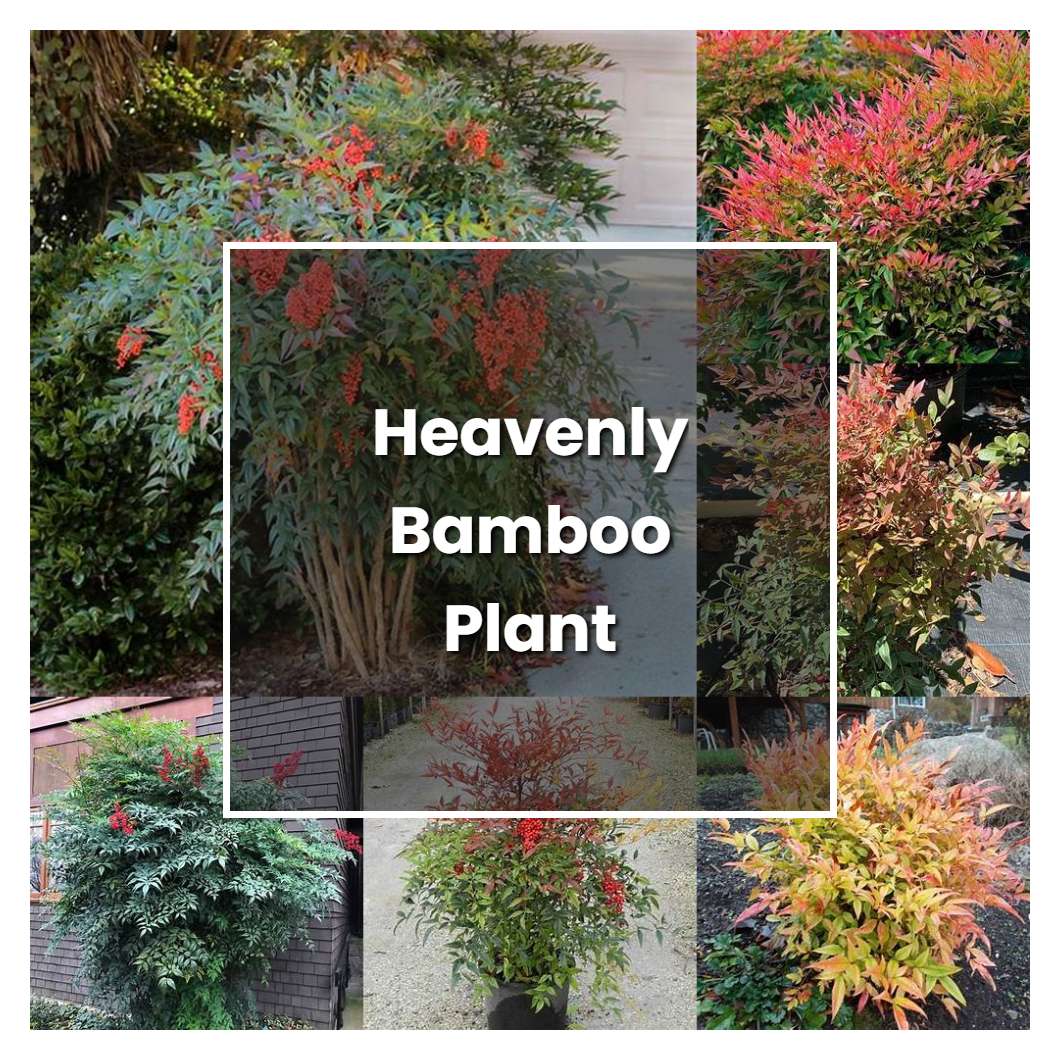 How To Grow Heavenly Bamboo Plant Care Tips Norwichgardener