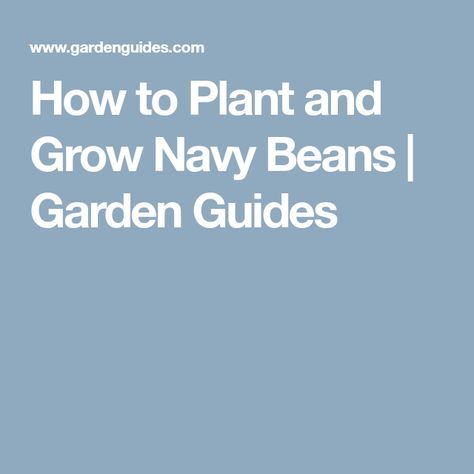 How To Grow Navy Beans 11 Easy Steps To Plant It