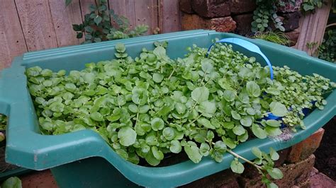 How To Grow Watercress At Home One Of The Most Nutritious Vegetables