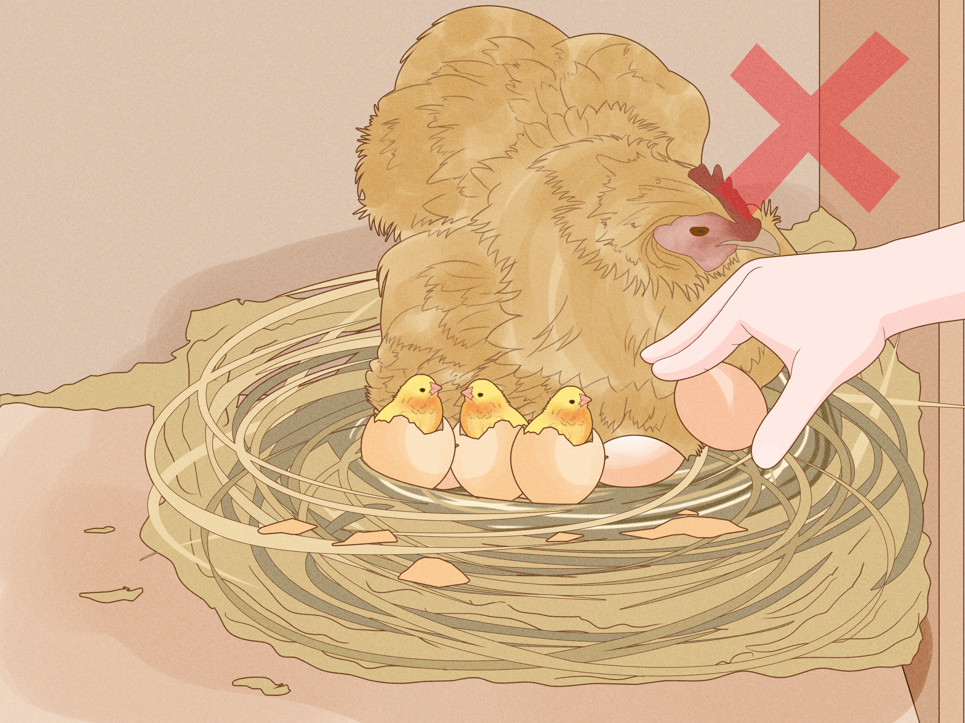 How To Hatch Chicken Eggs And Take Care Of The Chicks After