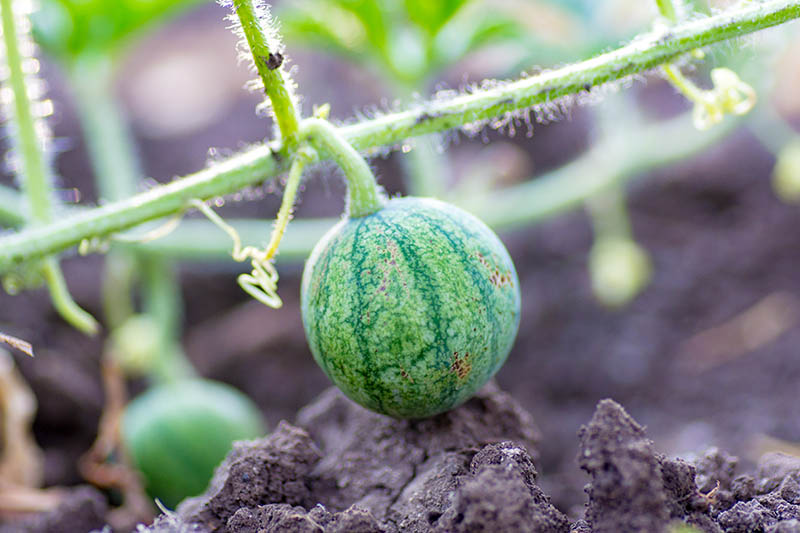 How To Plant And Grow Watermelons Gardener S Path