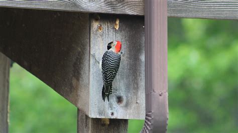 How To Stop Woodpeckers