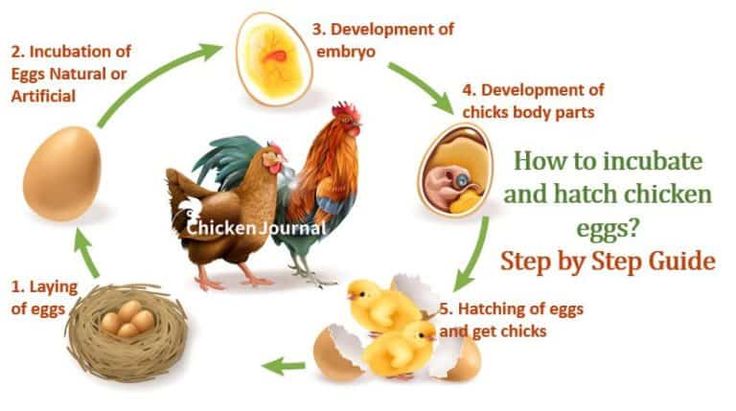 Incubation Poultry Hub Hatching Eggs Hatching Chickens Incubating