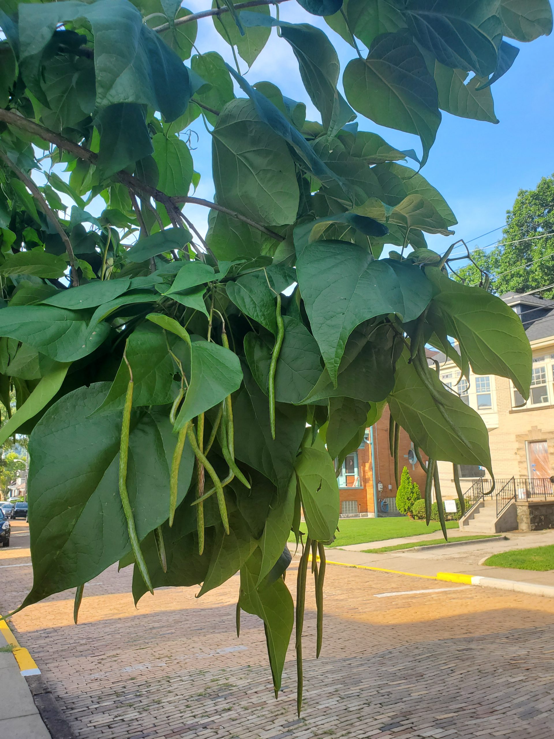 Indian Bean Tree