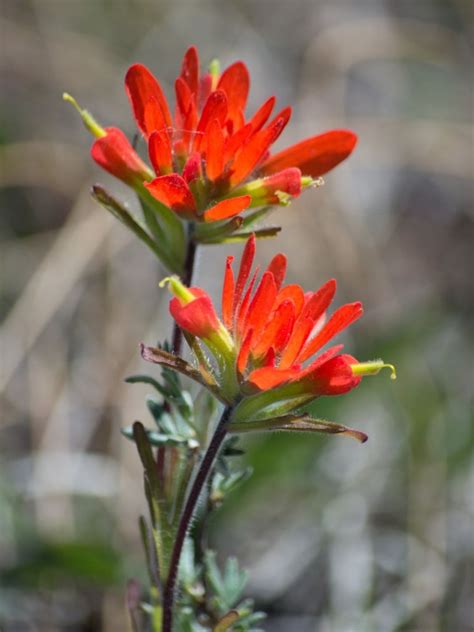 Indian Paint Brush: Uncover The Beauty Of Native Wildflowers