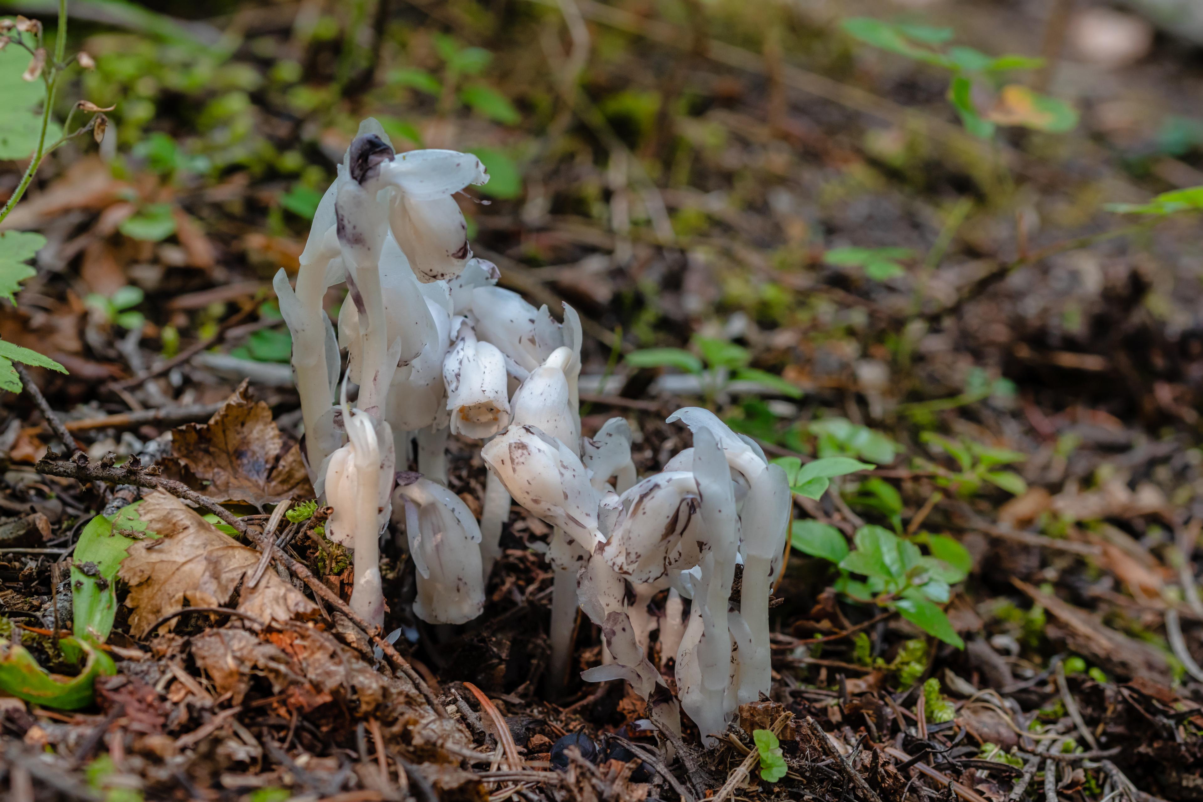 Indian Pipe Mushroom All Mushroom Info