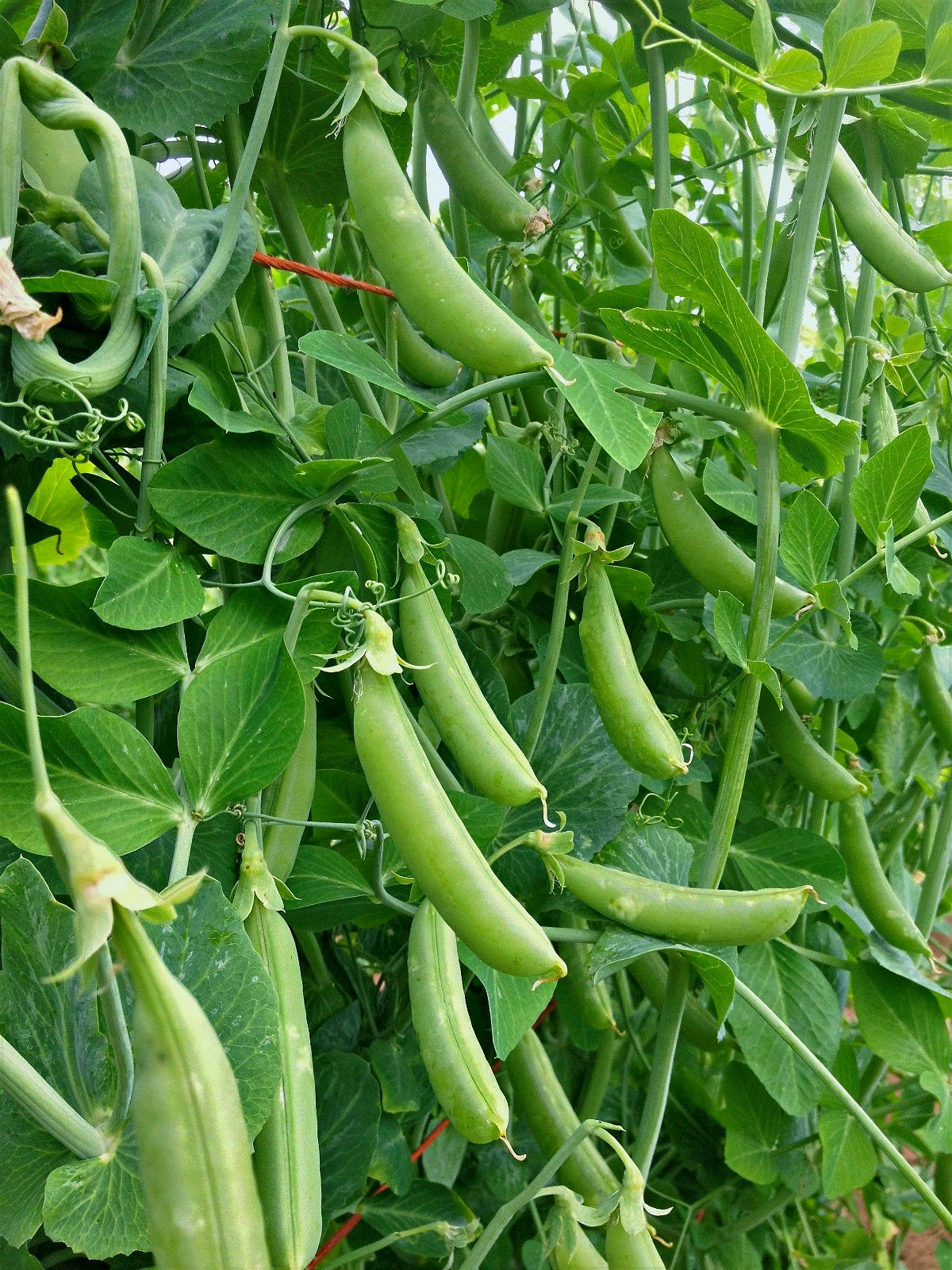 Information About The Sugar Snap Pea A Delightful Hybrid With