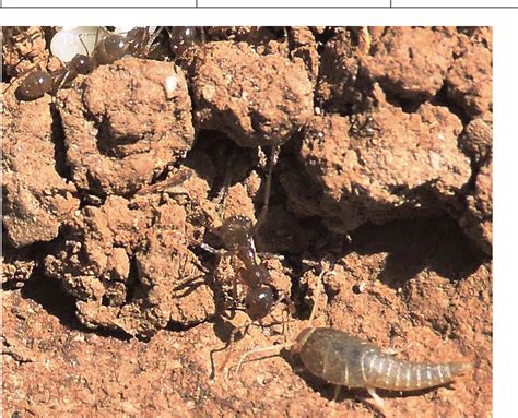 Is The Relationship Between Silverfish And Army Ants Mutualism Mindwell