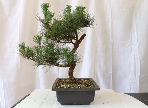 Japanese Black Pine Pre Bonsai In A 12 Inch Plastic Trainer Schley S