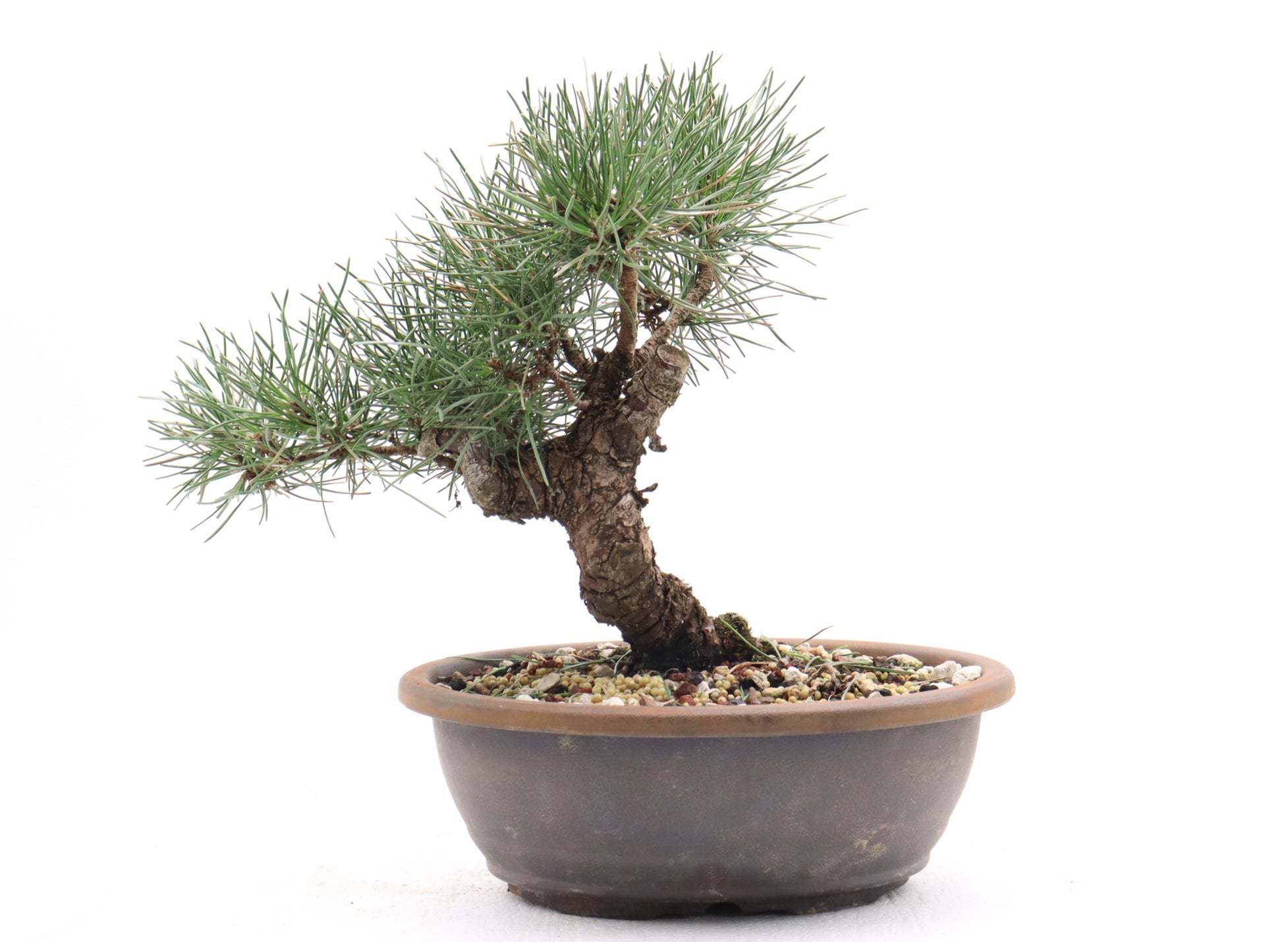 Japanese Black Pine Pre Bonsai In A 14 Inch Plastic Trainer Schley S