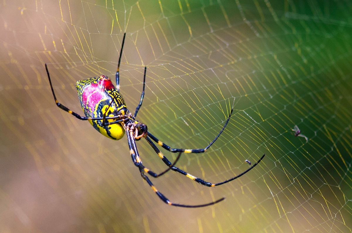 Joro Spider Predators: Unveiling Their Hunting Strategies