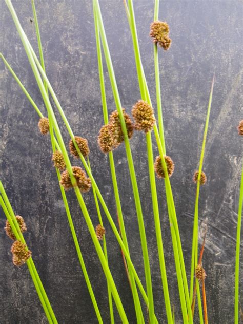 Juncus Effusus Soft Rush Devon Pond Plants