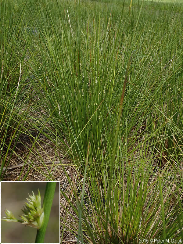 Juncus Effusus Soft Rush Minnesota Wildflowers