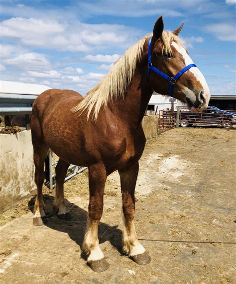 Kalona Iowa Horse Sale At Dewey Mercer Blog