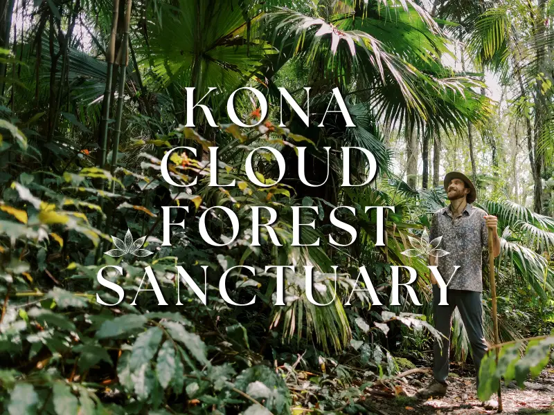 Kona Cloud Forest Sanctuary: A Haven For Rare Bird Sightings