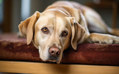 Labrador Retriever Care Guide Essential Health Tips Talk To Dogs