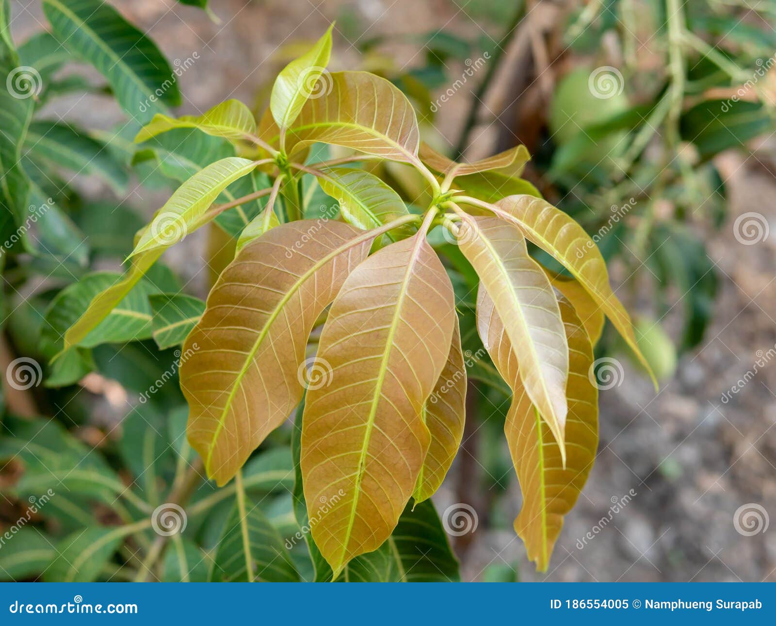 Leaves Of Young Mango Tree Are Getting Yellow Solveforum