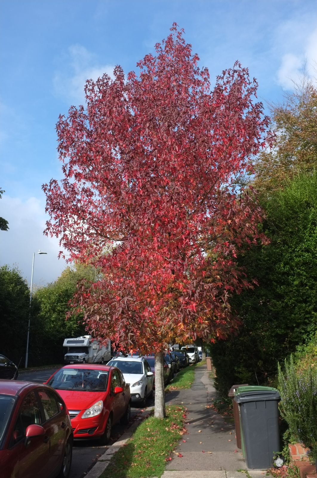 Liquidambar Styraciflua: Unlocking The Secrets Of This Unique Tree