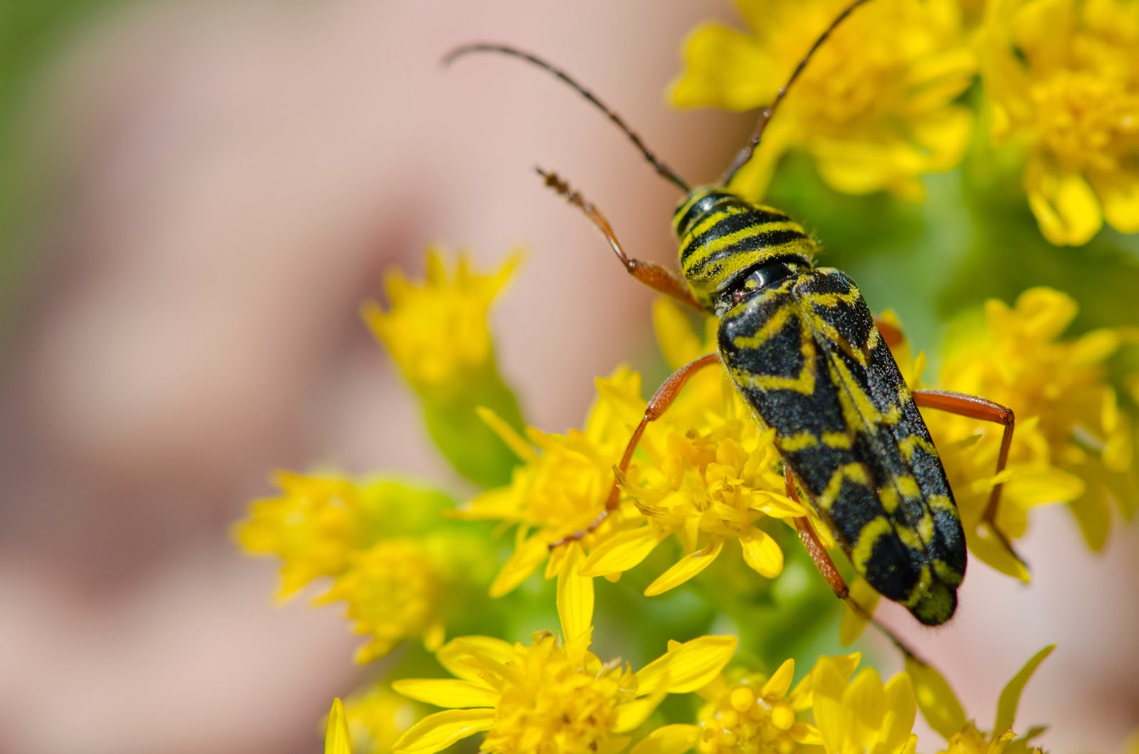 Locust Borer Beetle Control: A Comprehensive Pest Management Guide