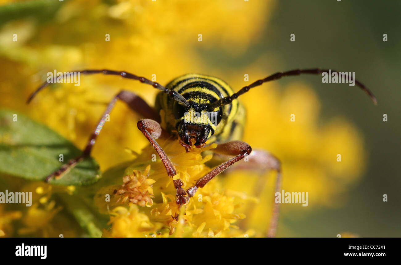 Locust Borer Beetle Feeding Goldenrod Flower Prairie Stock Photo Alamy