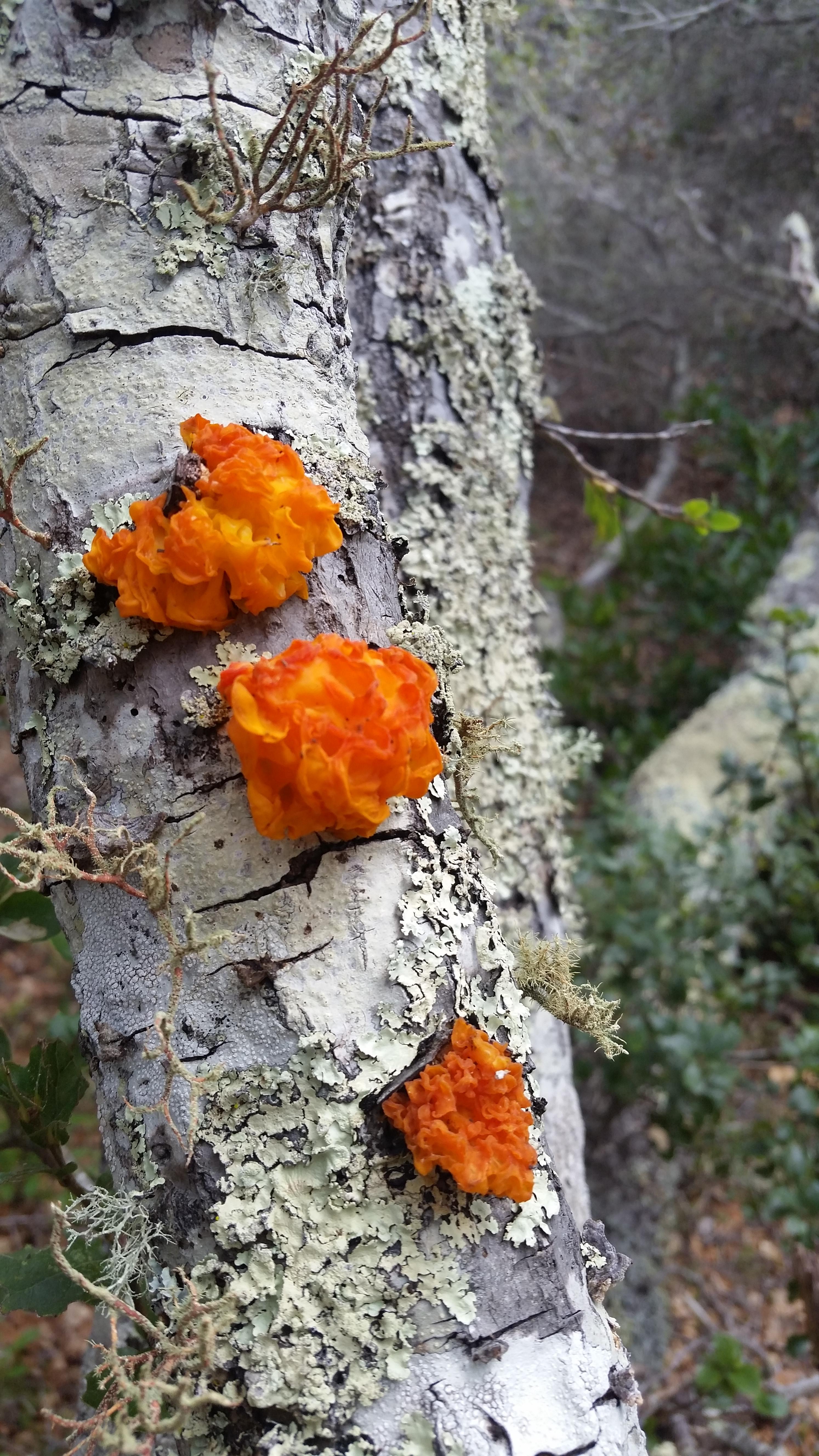 Looking To Id This Fungus Picture Taken Today On The Southwestern Side