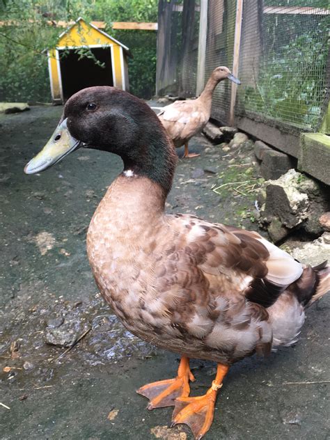 Majestic Waterfowl Sanctuary Ducks And Geese That Have Been Adopted