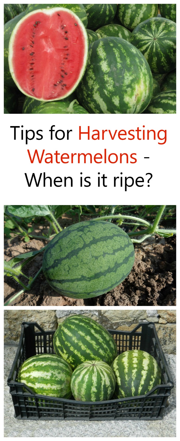 Maximize Your Cucumbers And Watermelons Harvest With These Planting