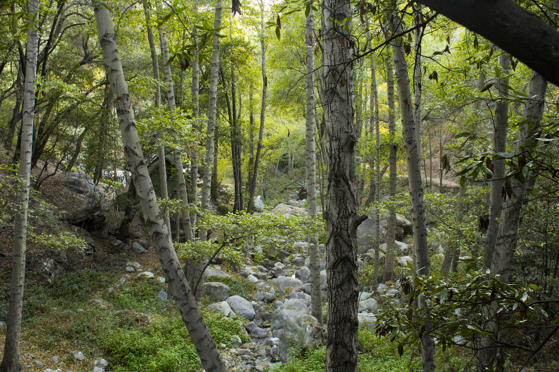 Meadow Group Campground Angeles National Forest San Gabriel