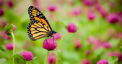 Milkweed Plants: Attract Butterflies & Support Pollinator Health