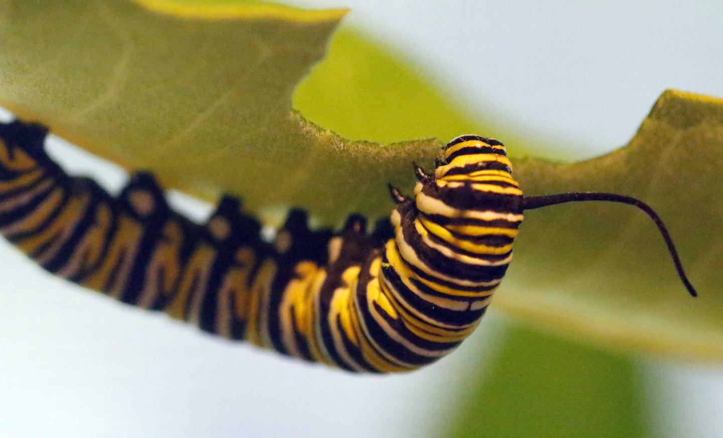 Monarch Butterfly Caterpillars: A Guide To Their Remarkable Transformation