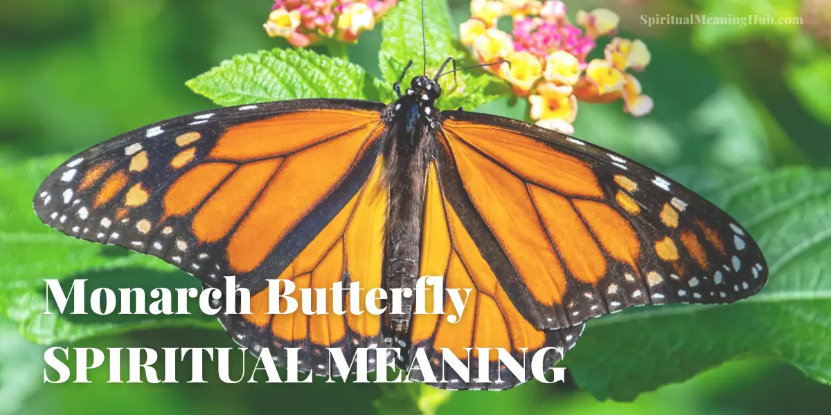 Monarch Butterfly Symbolism Meaning Symbolopedia