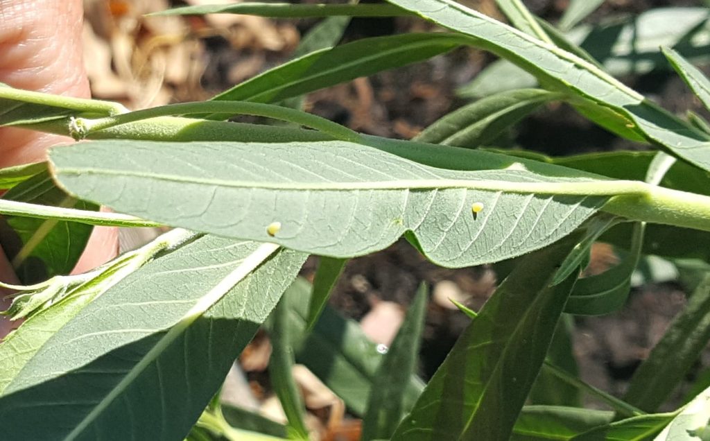 Monarch Eggs On Milkweed