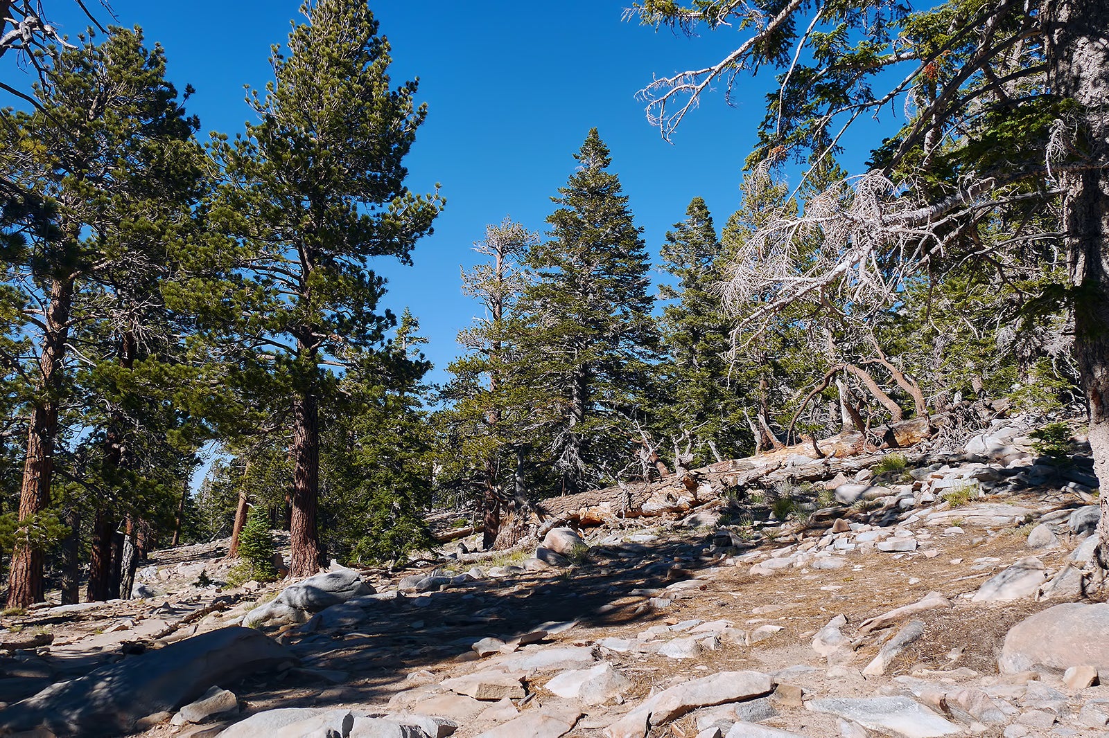 Mount San Jacinto State Park Near San Diego Californian County Park