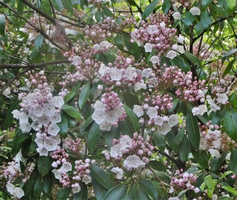 Mountain Laurel A Native Shrub To Love Jccwilliamsburg Master