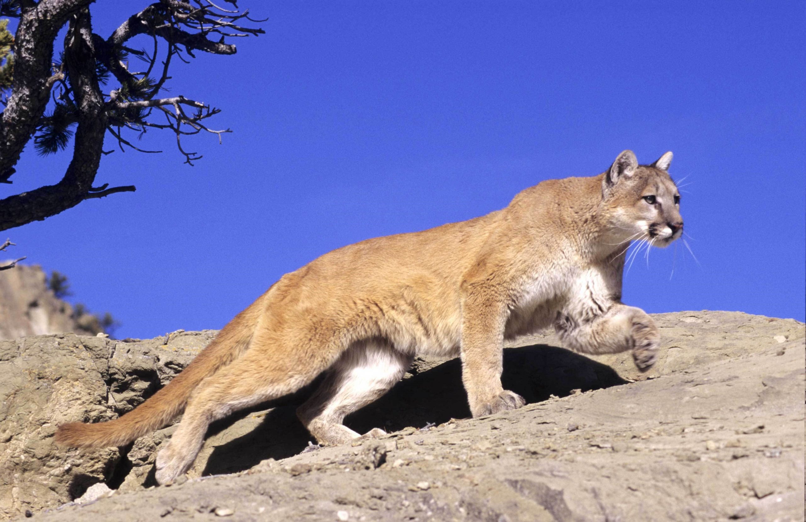 Mountain Lion Photos