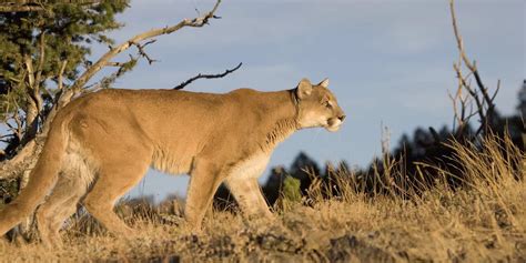 Mountain Lions In Arizona: A Comprehensive Guide To Safe Encounters