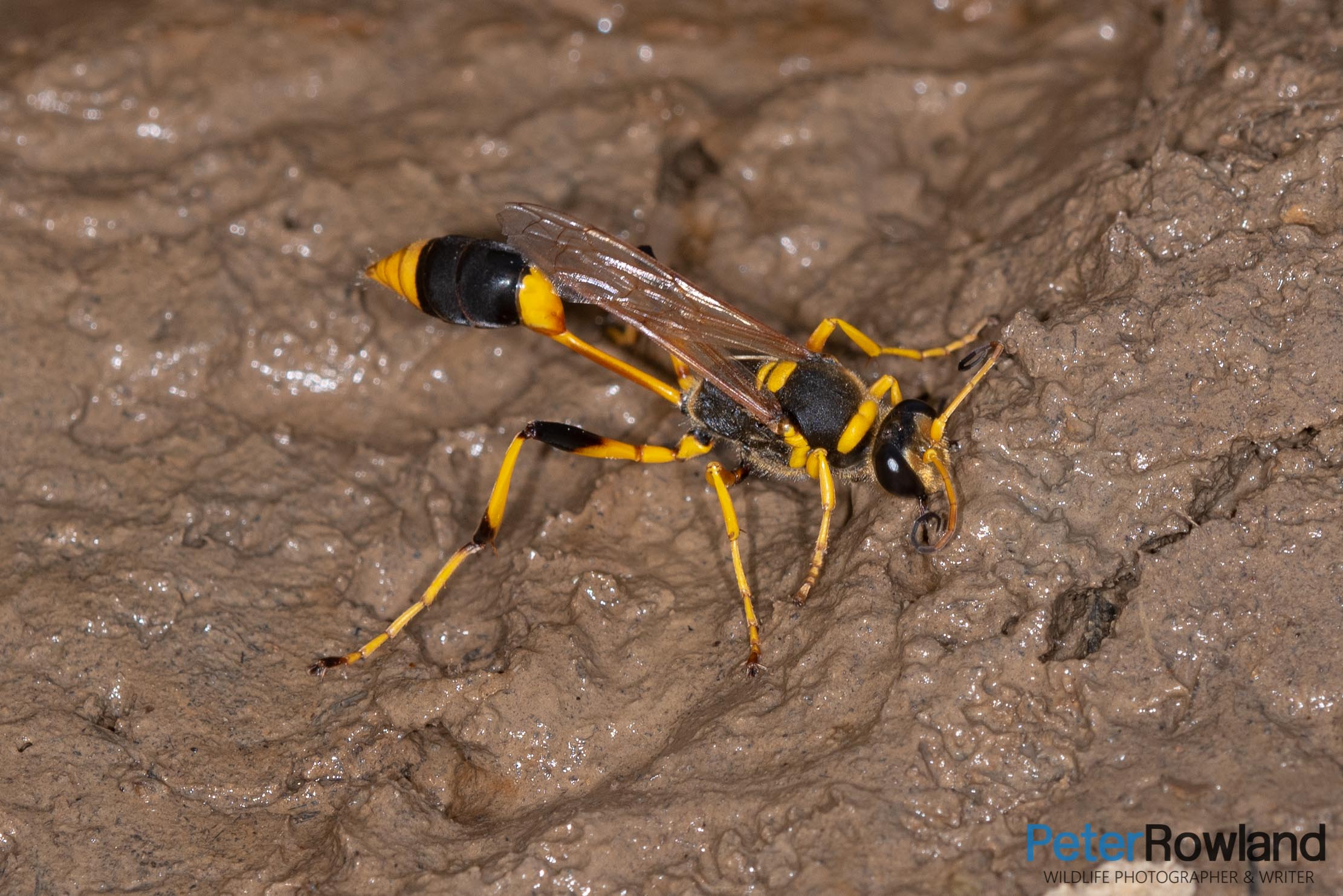 Mud Dauber Wasp