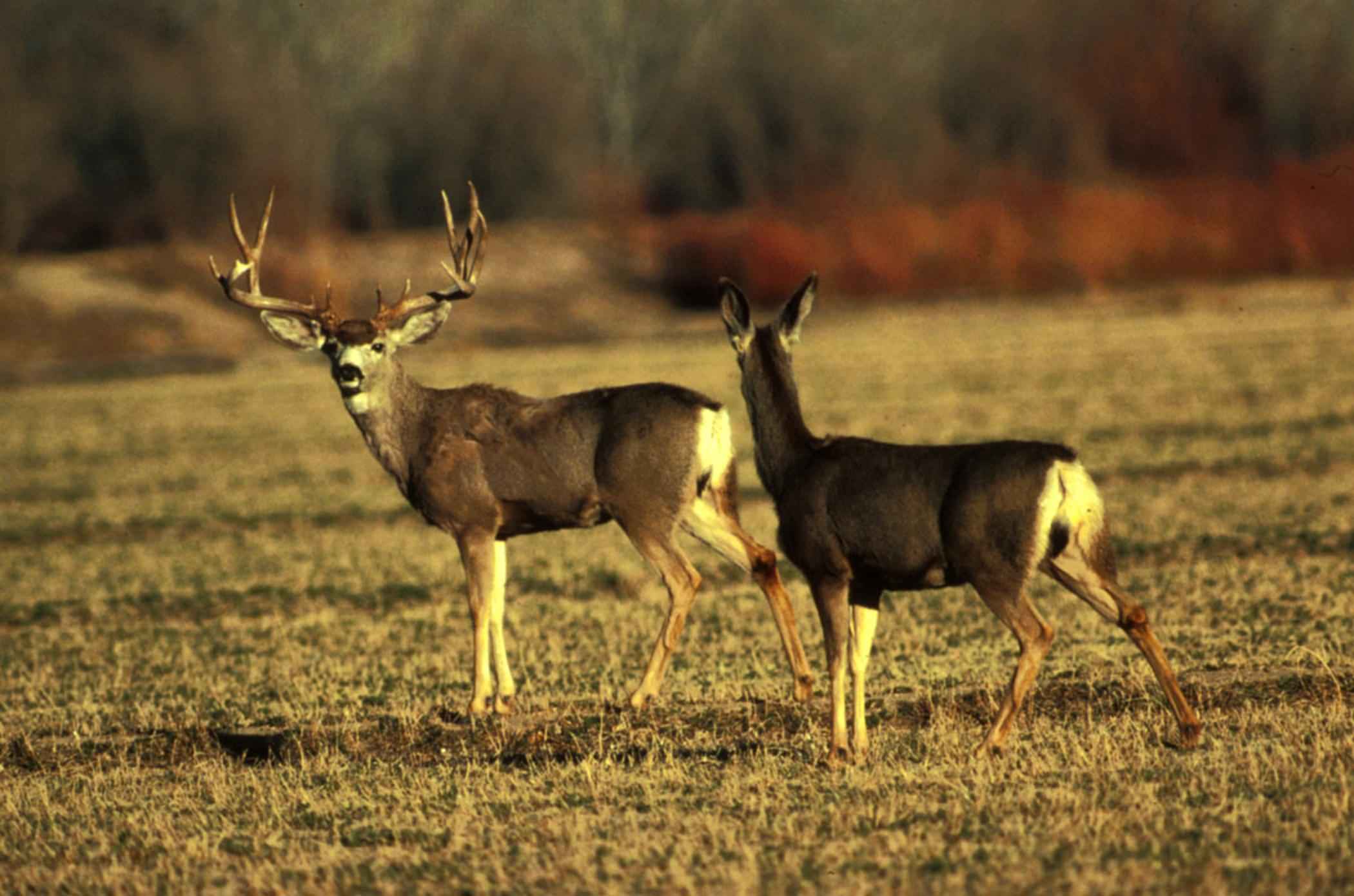 Mule Deer Animal Facts Odocoileus Hemionus A Z Animals