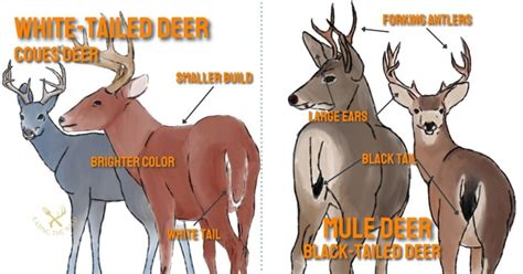 Mule Deer Vs Whitetail Deer A Detailed Insight Eatingthewild Com