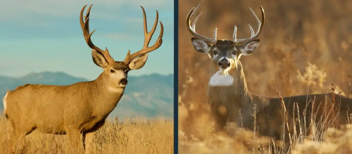 Mule Deer Vs Whitetail Deer Comparison Differences World Deer