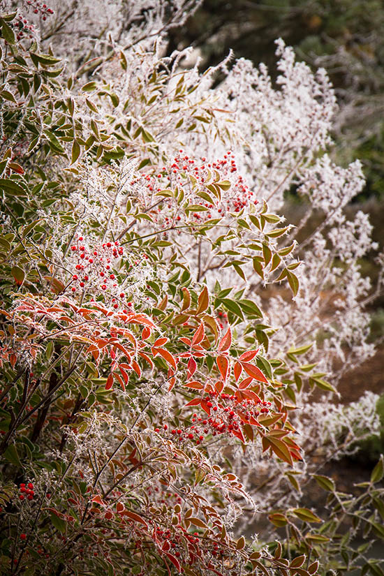 Nandina Domestica Heavenly Bamboo For Sale The Tree Center