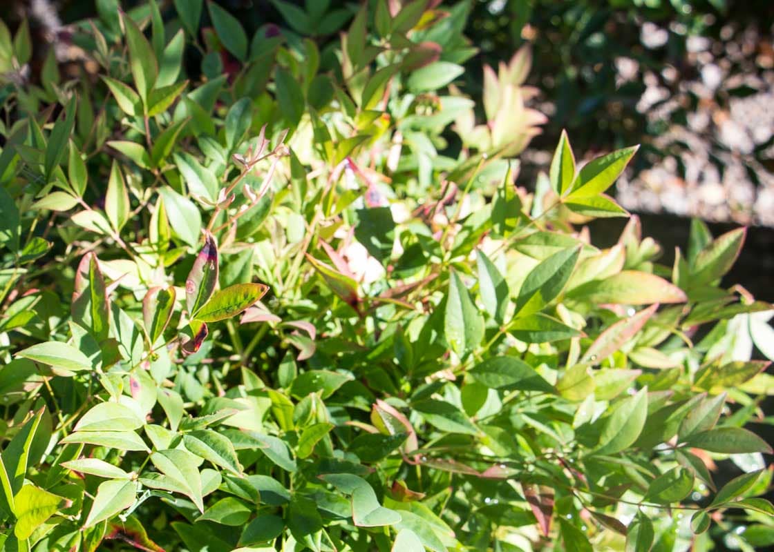 Nandina Heavenly Bamboo