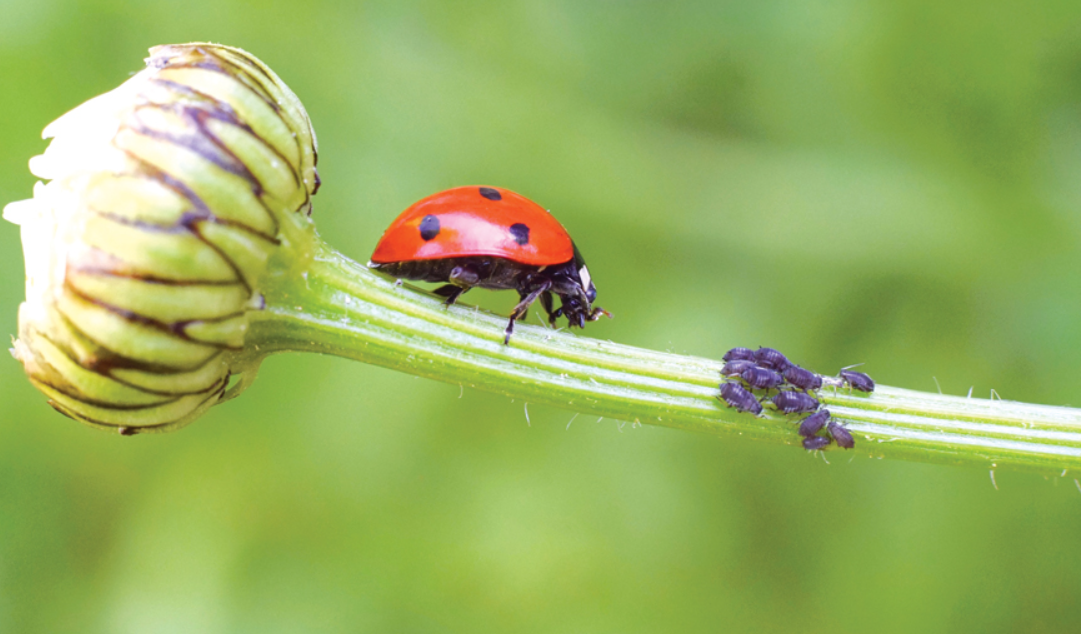 Natural Pest Control: A Comprehensive Guide To Ecofriendly Solutions