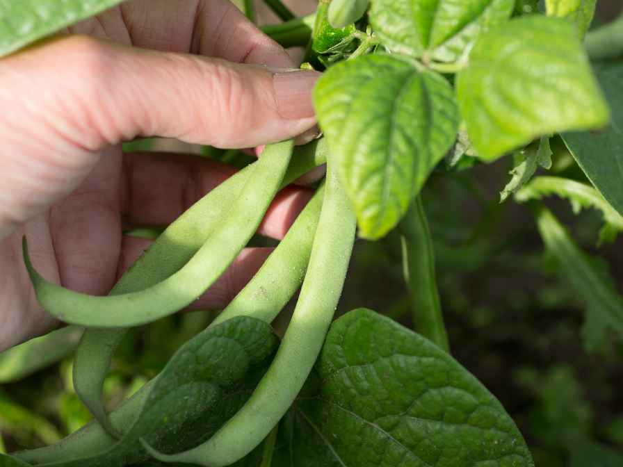 Navy Bean Plants Growing Guide And Info Home Soils