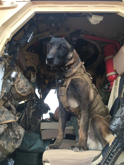 Navy Seal Canines: Unveiling The Ultimate Canine Warriors